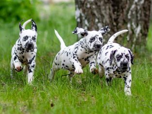 Dalmatian puppies