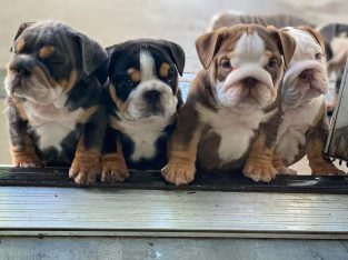 English bulldog puppies available male and female