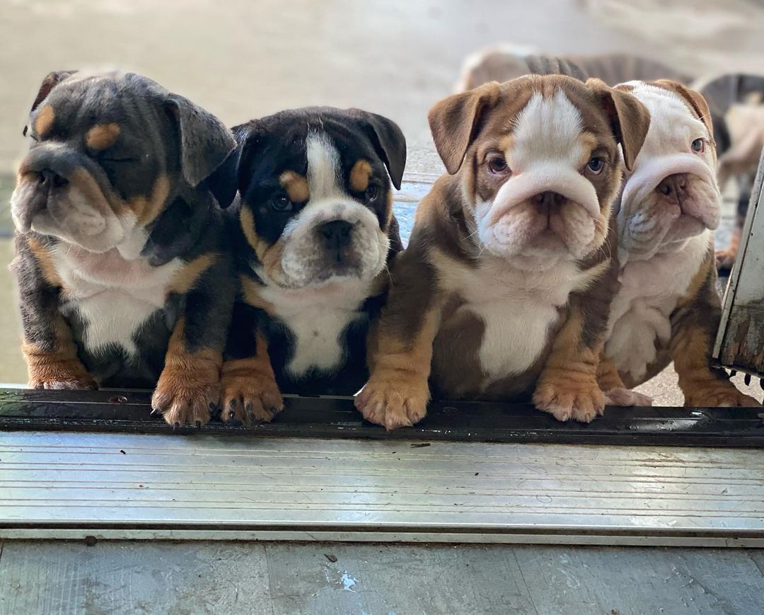 English bulldog puppies available male and female