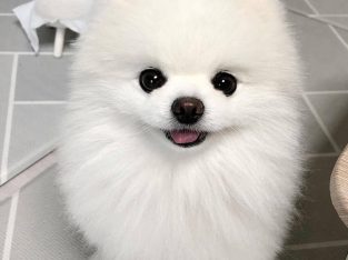 Beautiful Lulu Pomeranian available for adoption