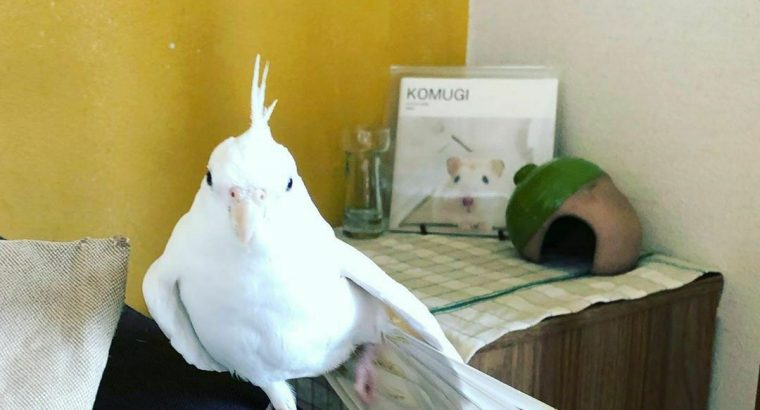 African  grey parrot’s