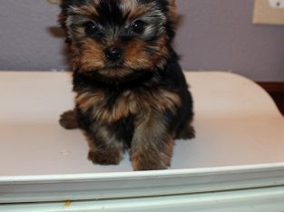 Yorkshire Terrier Mini Toy Puppies Gift for free adoption
