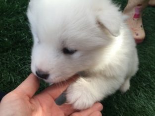 Magnificent Gift Samoyed Puppies,