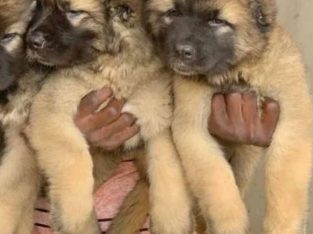 caucasian shepherd puppies