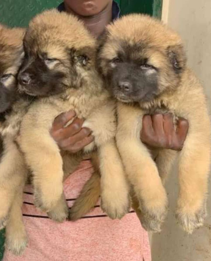 caucasian shepherd puppies