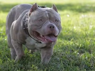one year bully dog available dm if you are interested an ready too buy just text my mail… philipr2 or Whatsapp …+1910-912-4344
