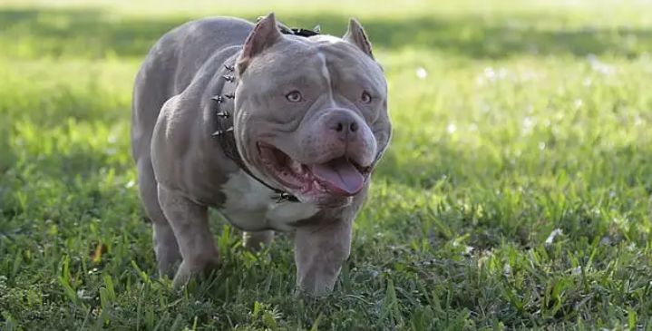 one year bully dog available dm if you are interested an ready too buy just text my mail… philipr2 or Whatsapp …+1910-912-4344