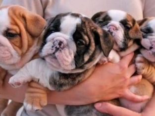 English bulldogs and puppies for sales