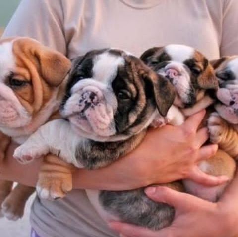 English puppies and Bulldogs for sale