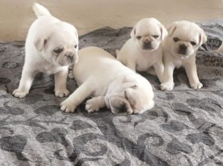We are selling a wonderful litter of white pugs. We have 1 Girl and 2 Boys..+1(619) 363-8359