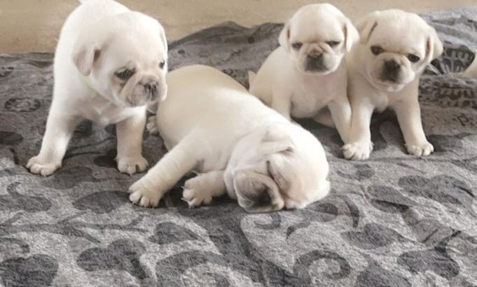 We are selling a wonderful litter of white pugs. We have 1 Girl and 2 Boys..+1(619) 363-8359