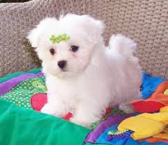 Mini Toy Maltese Puppies Gift for free adoption Text at +1(951) 383-2172