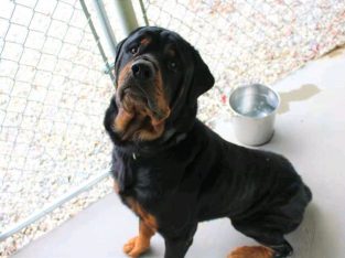 Rottweilers For Rent