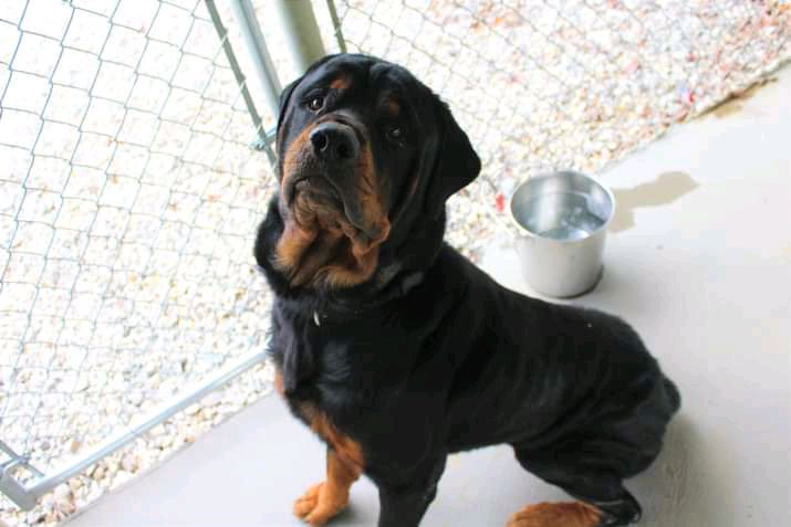Rottweilers For Rent