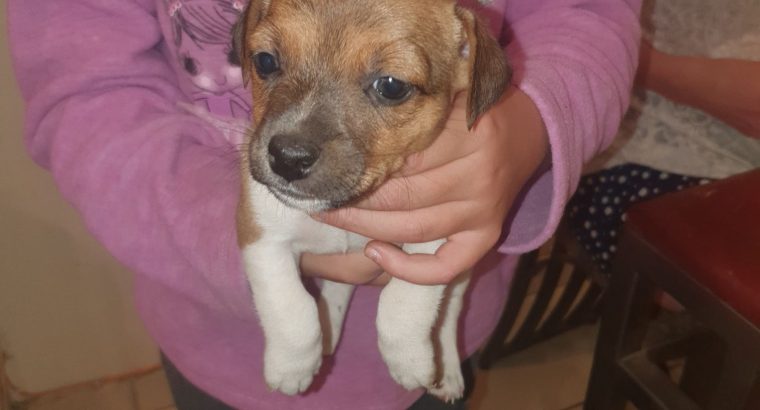 Jack Russell puppies for sale