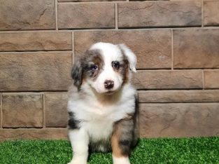 Australian Shepard puppies available for adoption