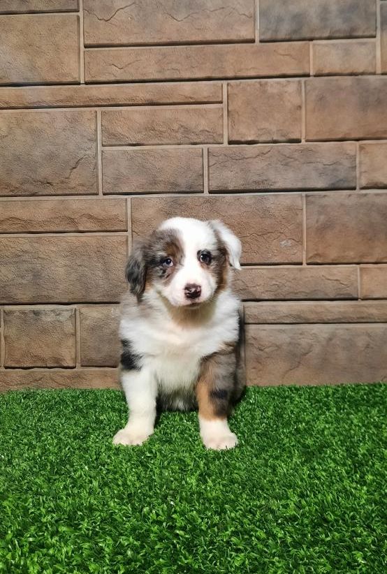 Australian Shepard puppies available for adoption