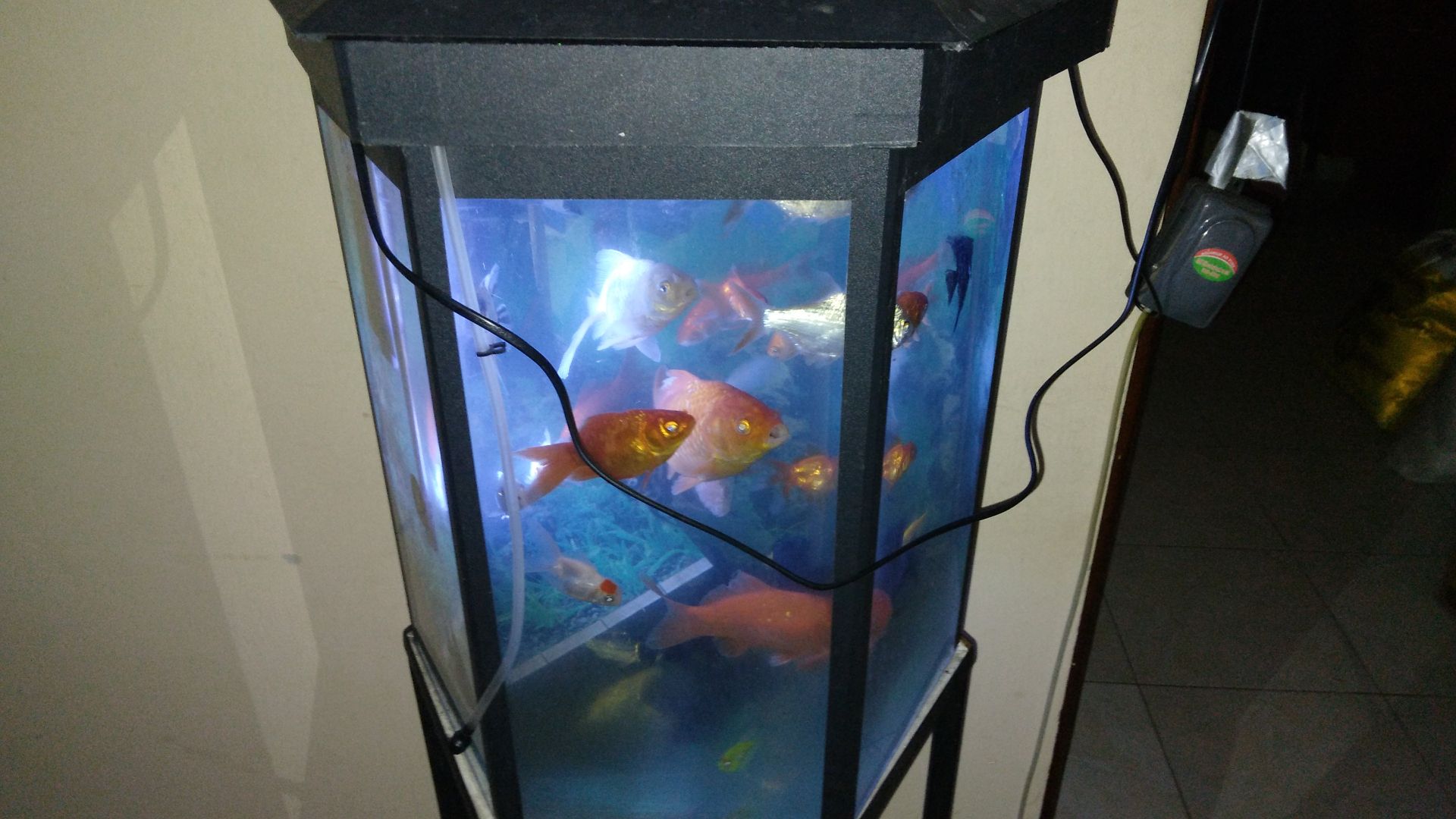 fish with tank