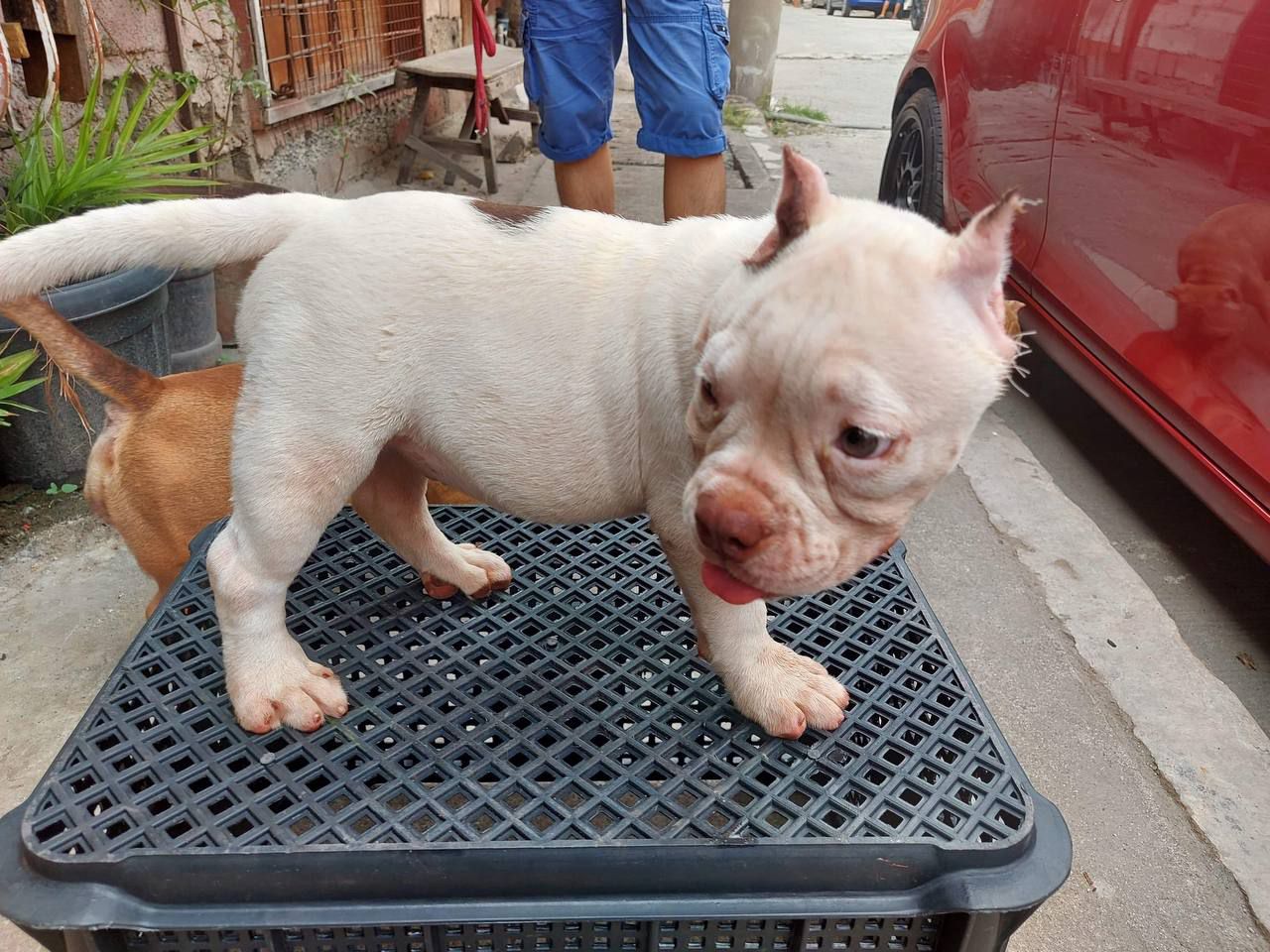 English bull puppy available