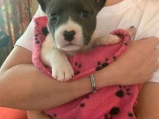 Am jodarn i sells dogs at an affordable price and we have branch everywhere different kind of dogs a