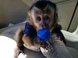 UK Monkeys for adoption