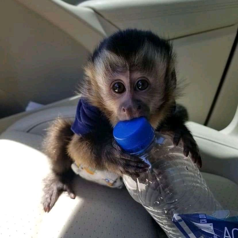 UK Monkeys for adoption