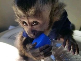 United Kingdom monkey for adoption