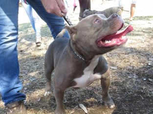 FEMALE AMERICAN BULLY FOR SALE