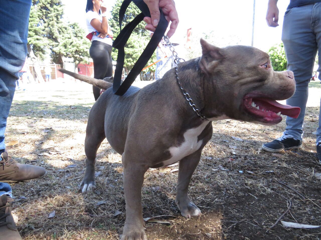 FEMALE AMERICAN BULLY FOR SALE