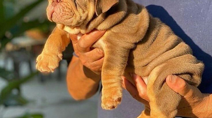 Englishbulldog puppies for sale