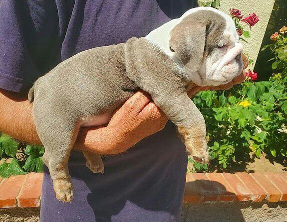 Englishbulldog puppies for sale