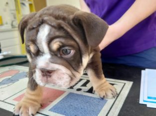 Englishbulldog puppies for sale //+1(740) 214-6837