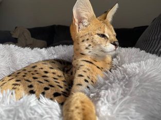 Savannah kittens for adoption