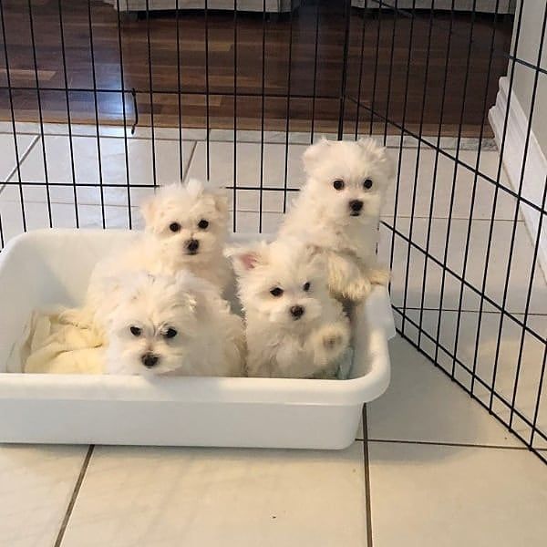 Maltese Puppies for Adoption