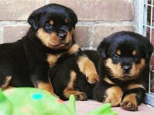 rottwailer puppies for sale