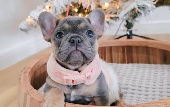 lovely baby Frenchie for adoption