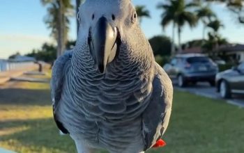 African grey parrots Available for sale