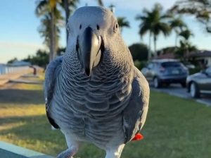 African grey parrots Available rehoming