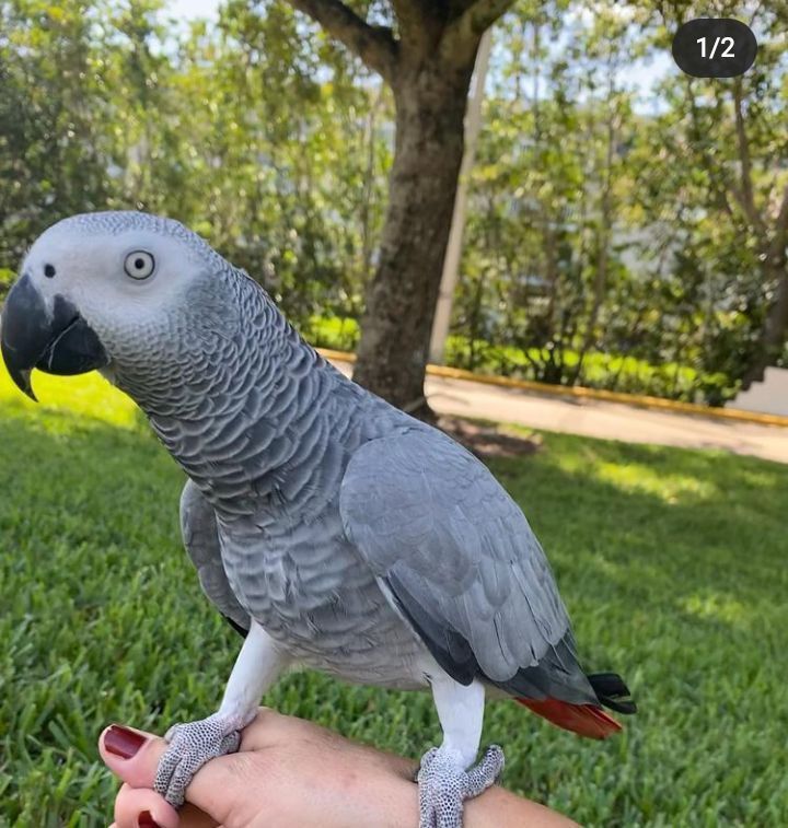 African grey parrots Available for sale