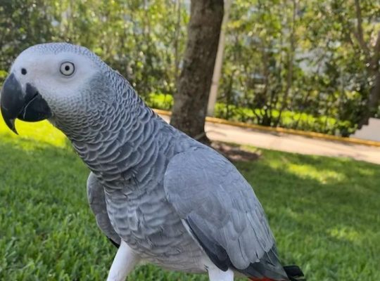 African grey parrots Available rehoming