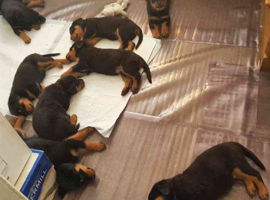 rottweiler puppies for adoption