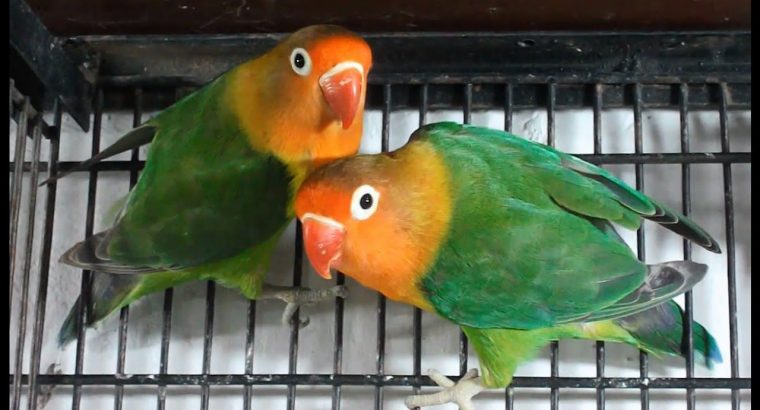 ALB green Fisher  po air