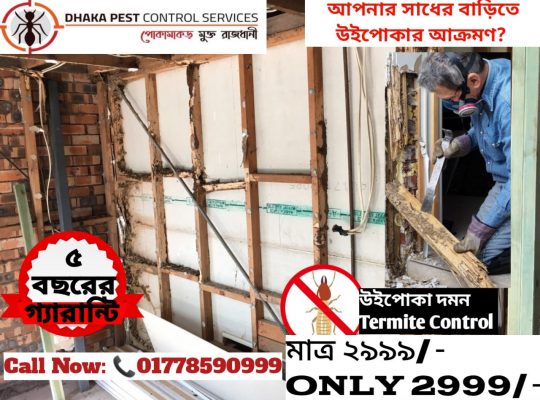 Termite Control Service Dhaka Bangladesh