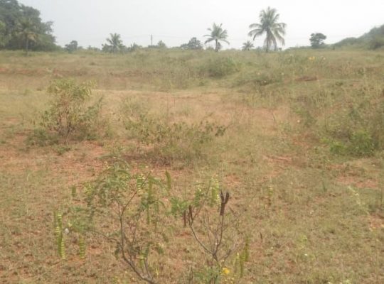 Agriculture land for sale in near vathalakundu, dindigul district