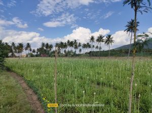 5.5 Acre agriculture land for sale in near sithayakottai, dindigul district