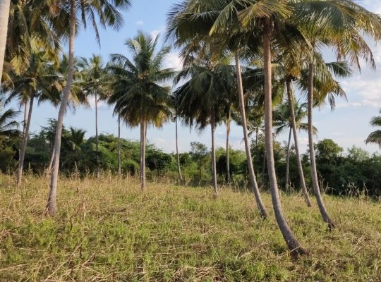 5.5 Acre’s agriculture land for sale in near vathalakundu, dindigul district
