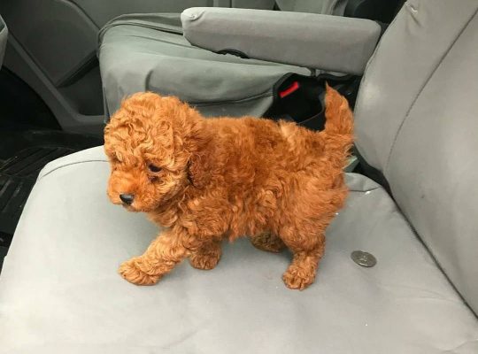 pets and dogs for sale