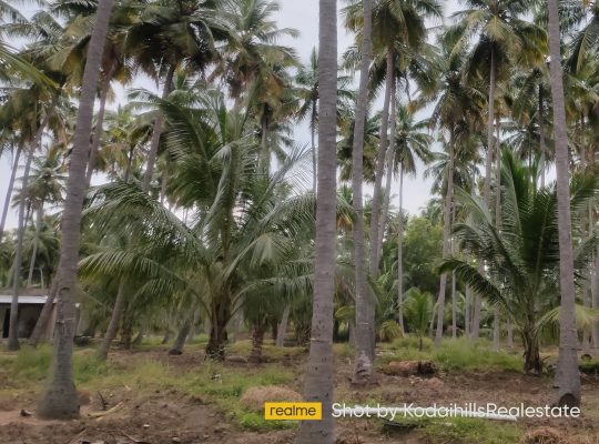 8.5 Acre coconut farm for sale in near vathalakundu, dindigul district