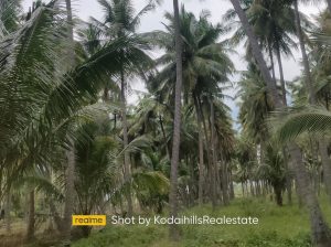 8.5 Acre coconut farm for sale in near vathalakundu, dindigul district