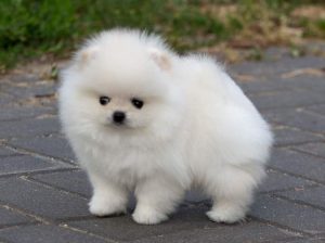 Pomeranian puppies available male and female
